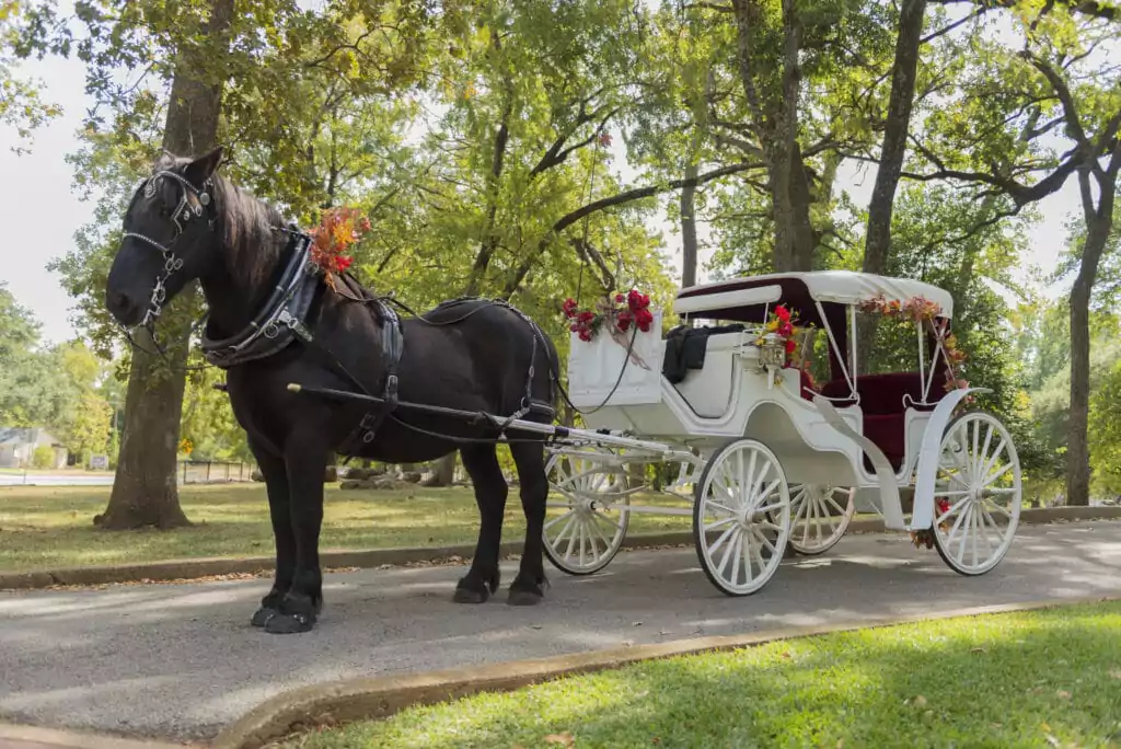 horse and carriage